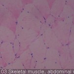 Normal organs of adult rats Skeletal muscle 02
