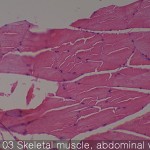 Normal organs of adult rats Skeletal muscle
