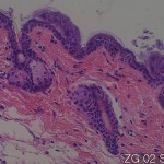 Normal organs of adult mice, perfusion fixation Skin 02