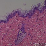 Normal organs of adult mice, perfusion fixation Skin